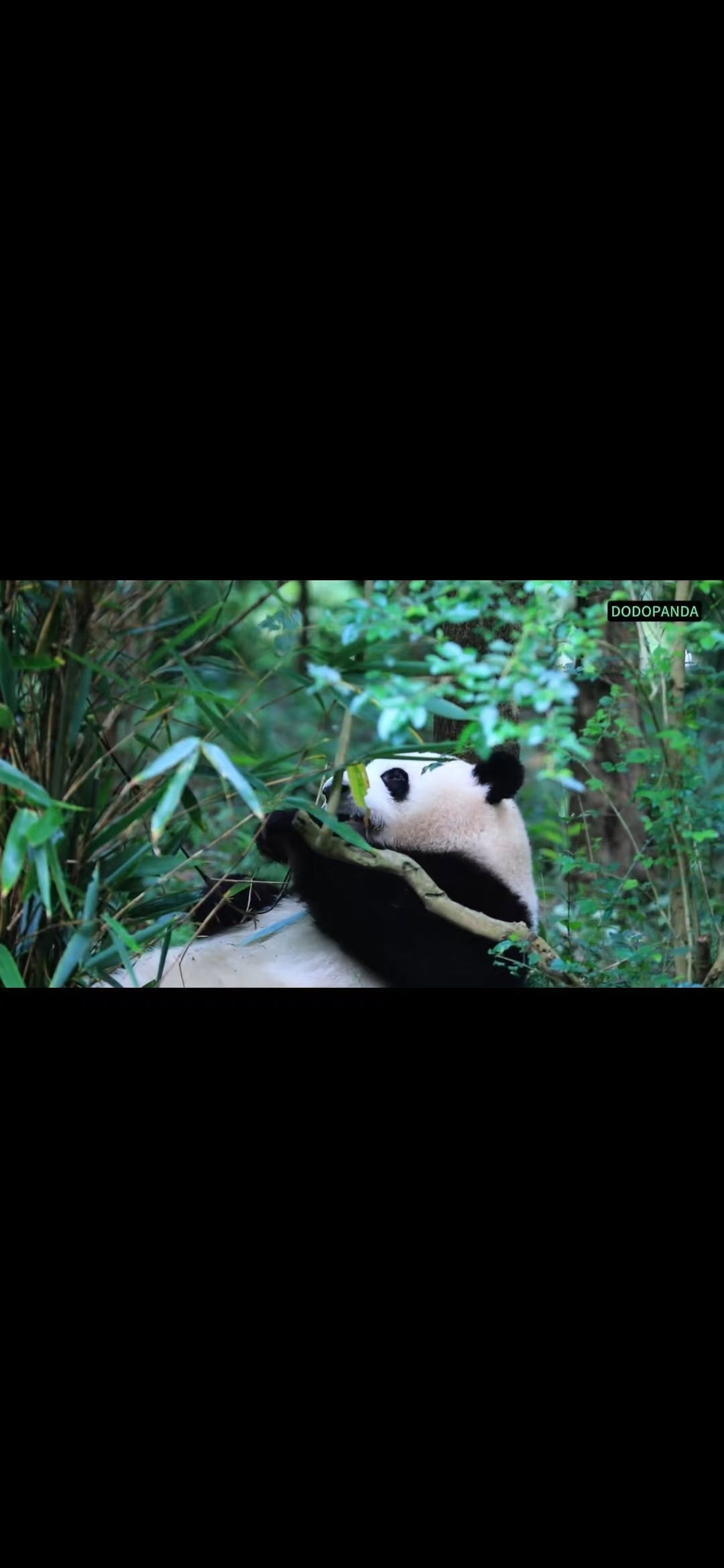 The Zoo's Superstars! Panda Brothers' Happy Days