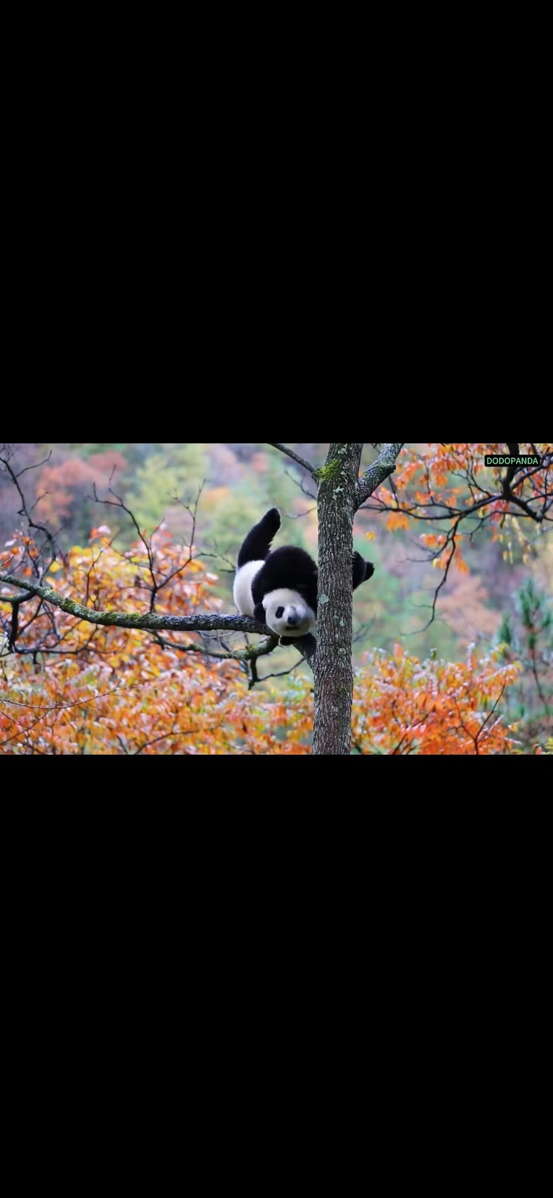 Autumn's Tree Sprite: A Panda's Lazy Afternoon