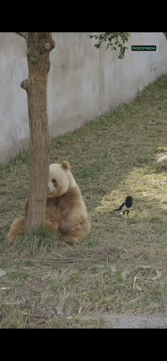 # Meeting the Special You - The Giant Panda Qizai