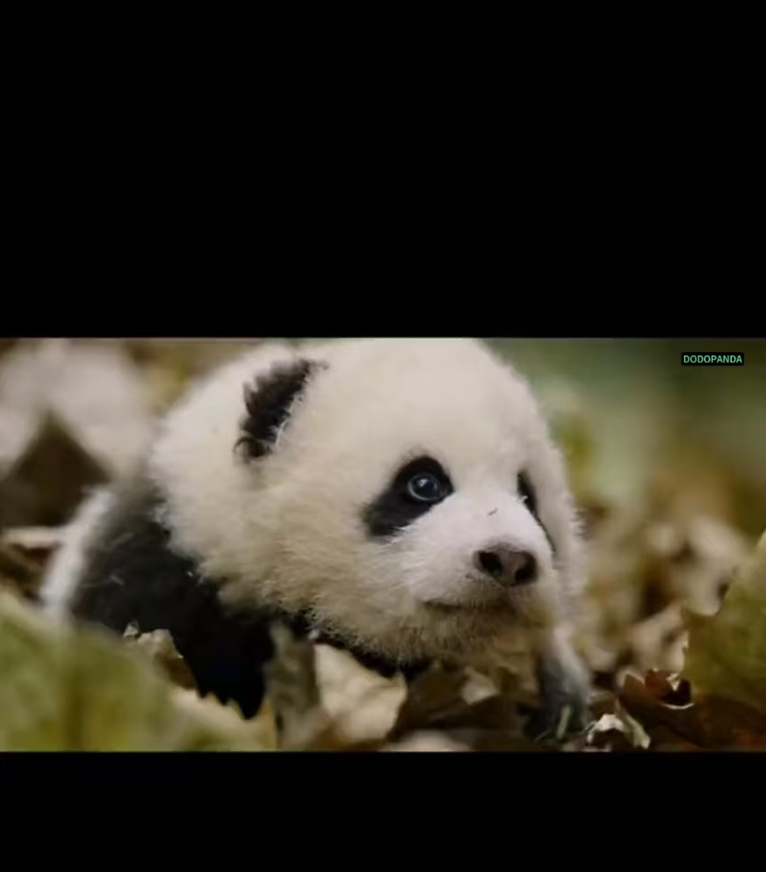 Panda Mother and Cub in the Deep Mountains: Guardianship and Growth