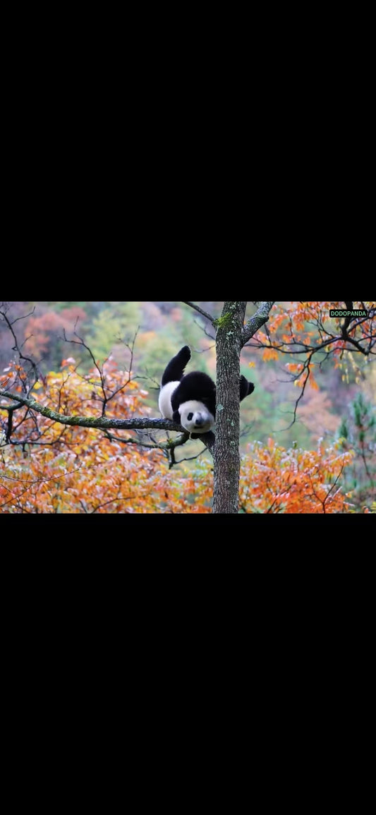 Autumn's Tree Sprite: A Panda's Lazy Afternoon
