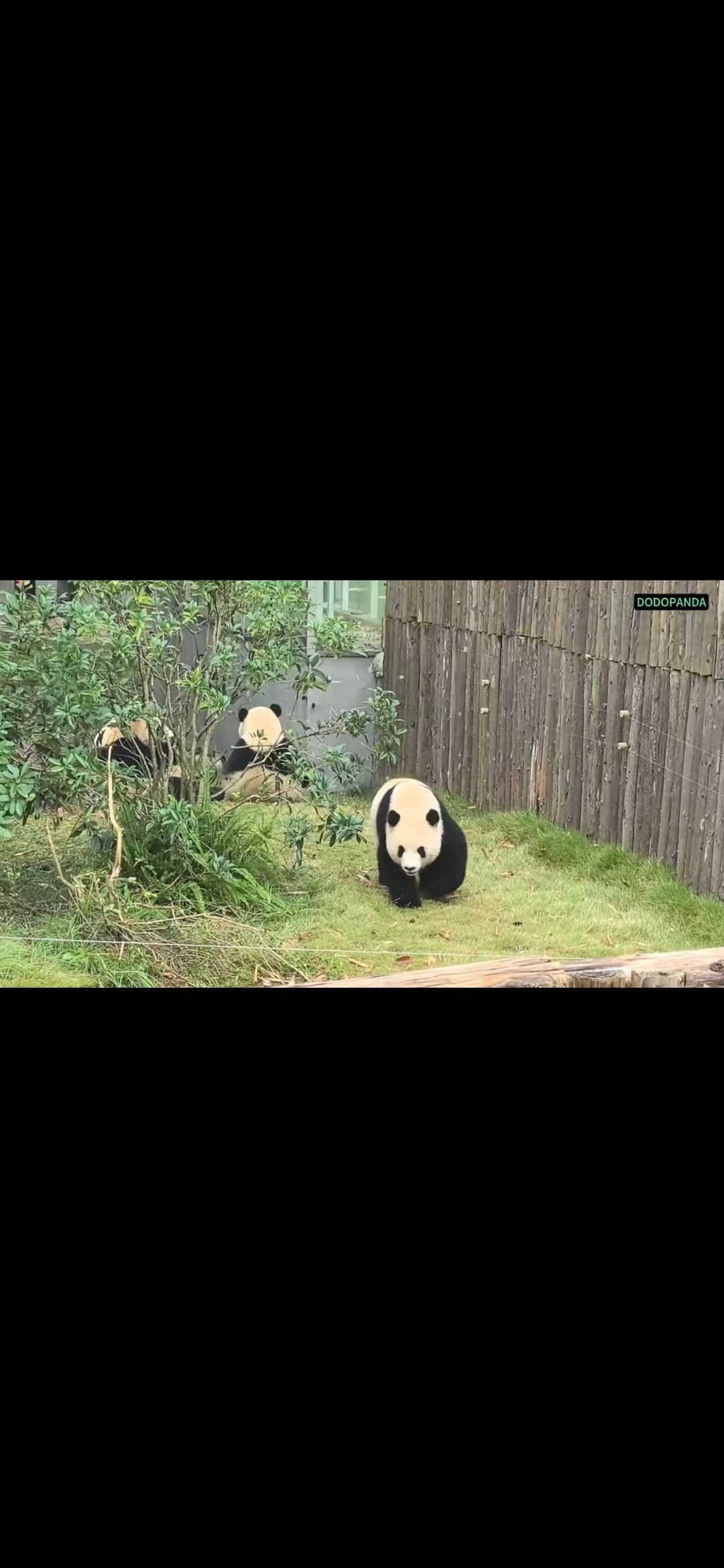 Fluffy Pandas Having Fun: Pure Joy!