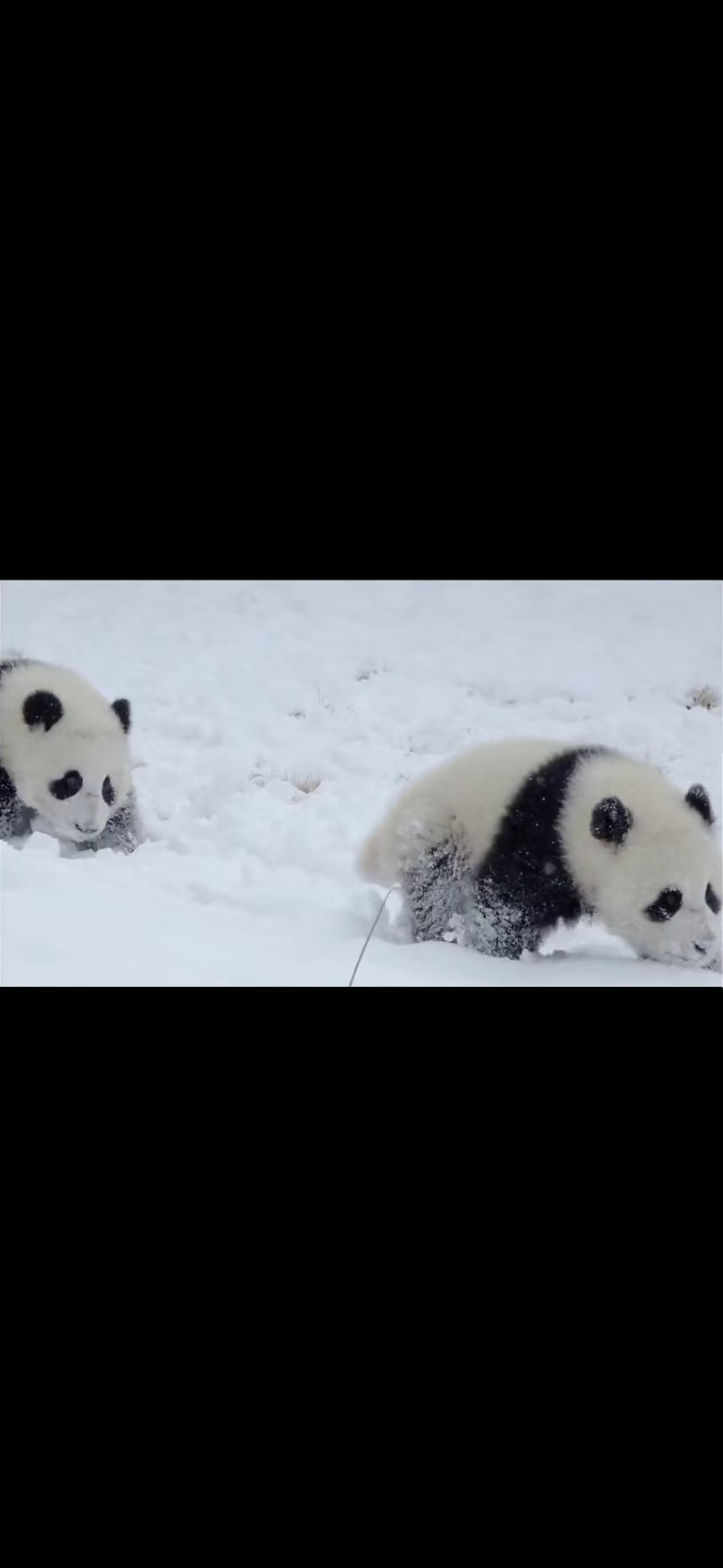 Title: Pandas in the Snow