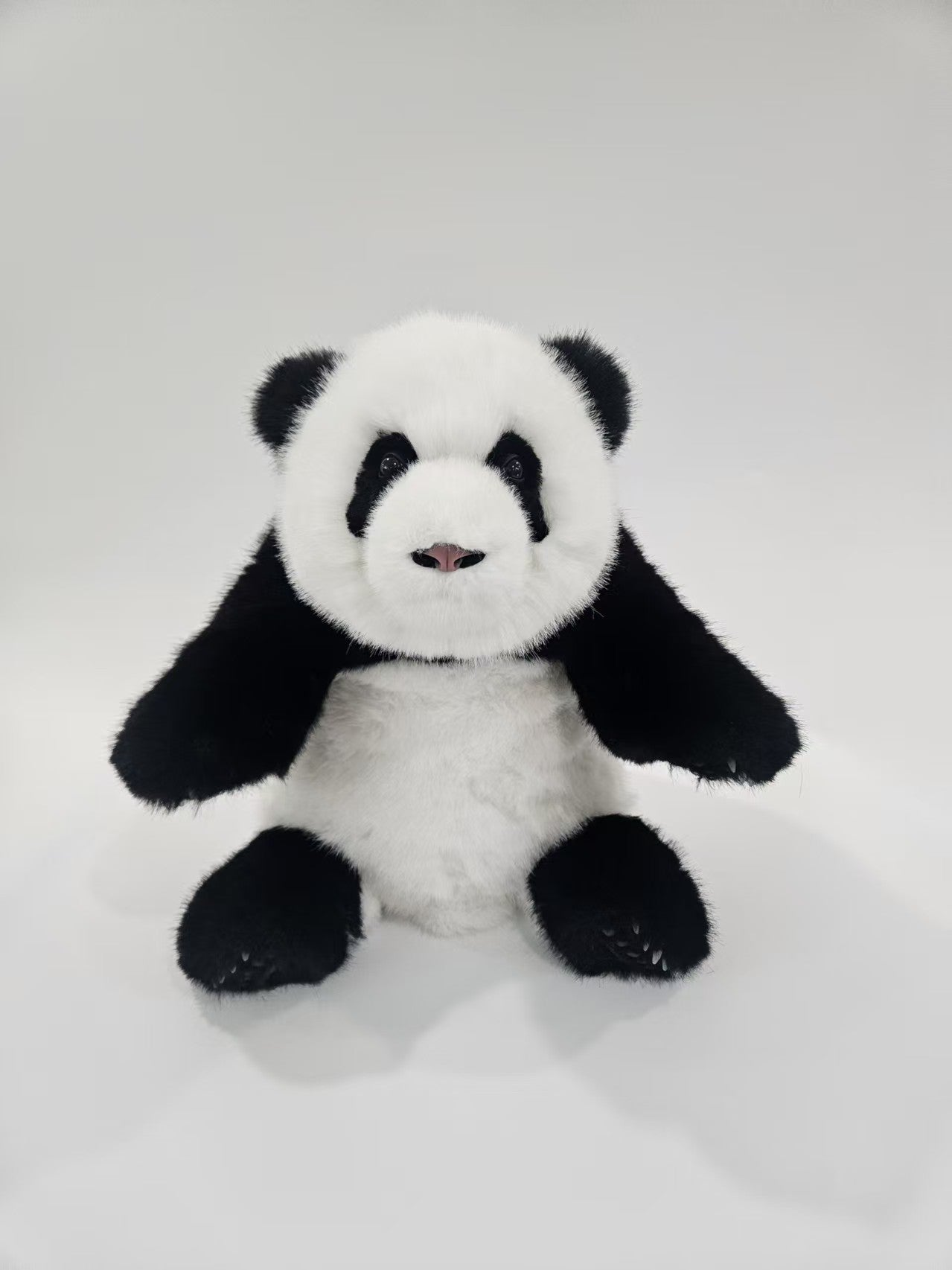 Cheng Shi, the giant panda