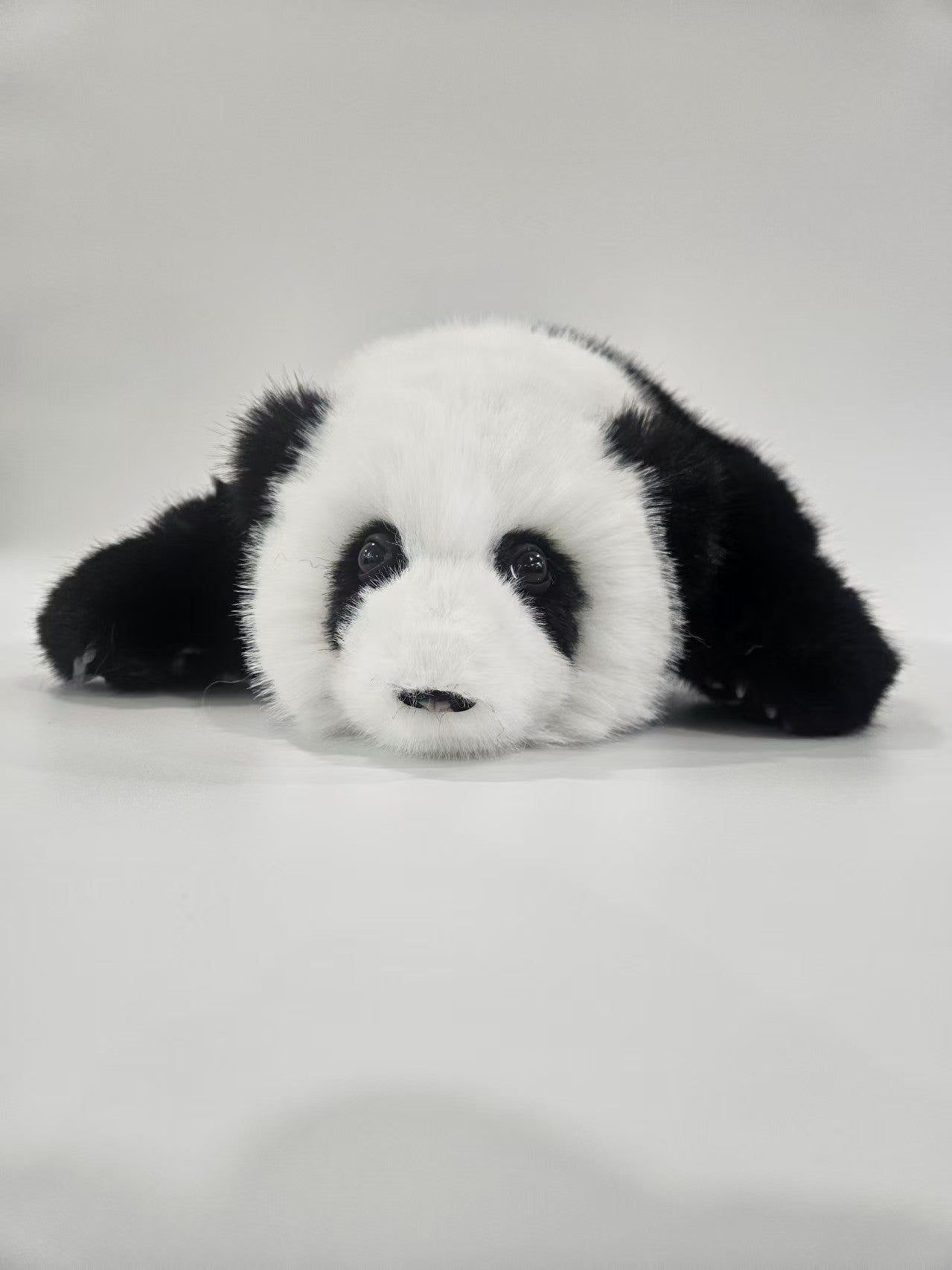 The giant panda Hua Hua [Three months of Hua Hua]