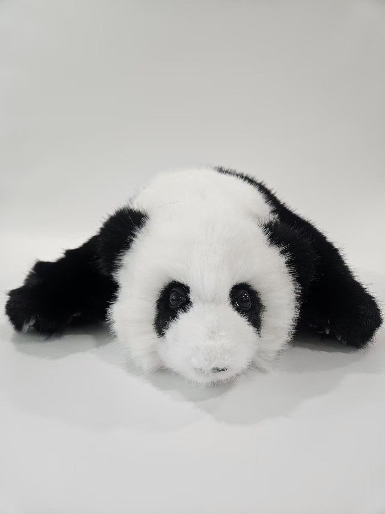 The giant panda Hua Hua [Three months of Hua Hua]