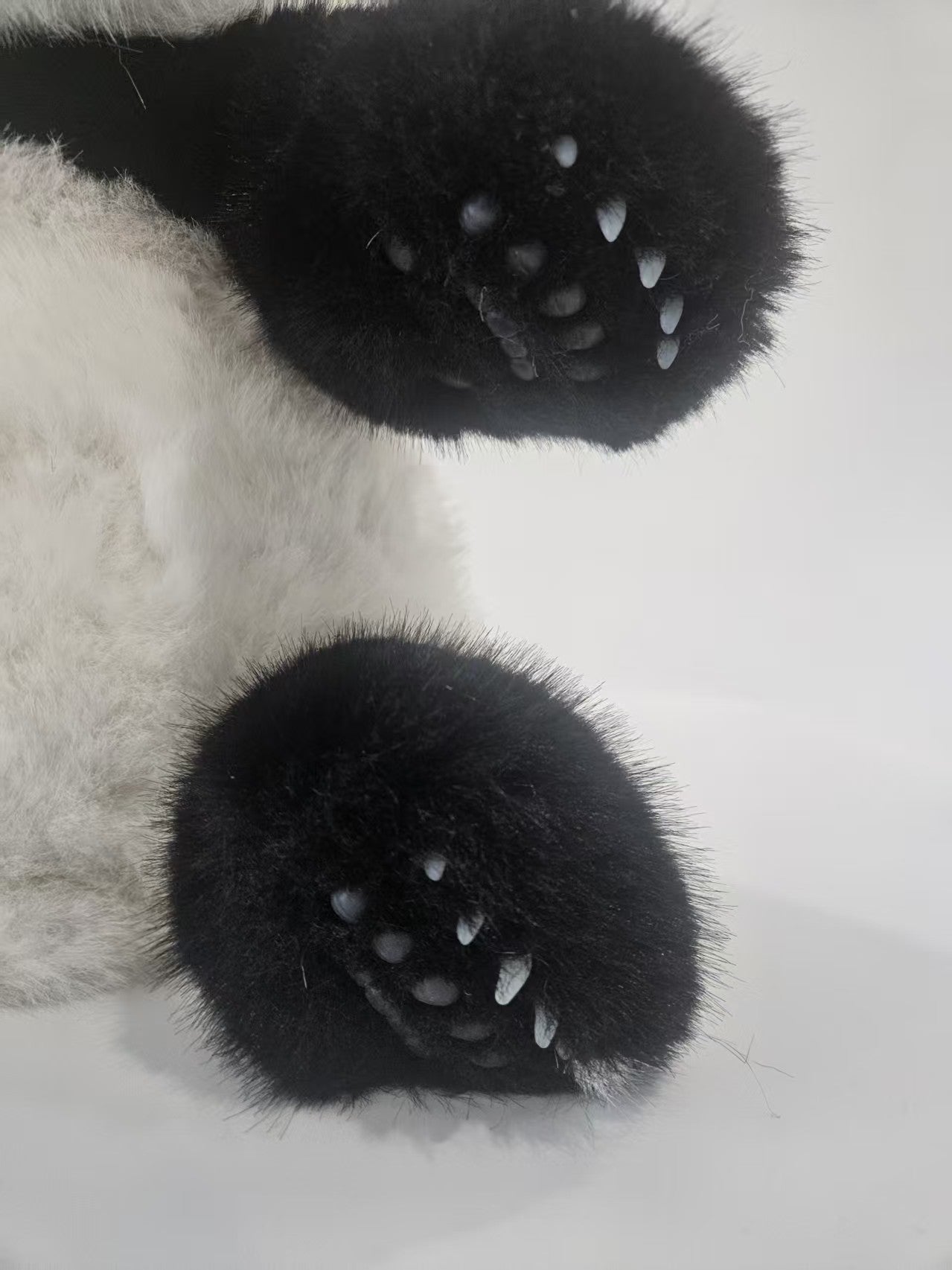 Cheng Shi, the giant panda