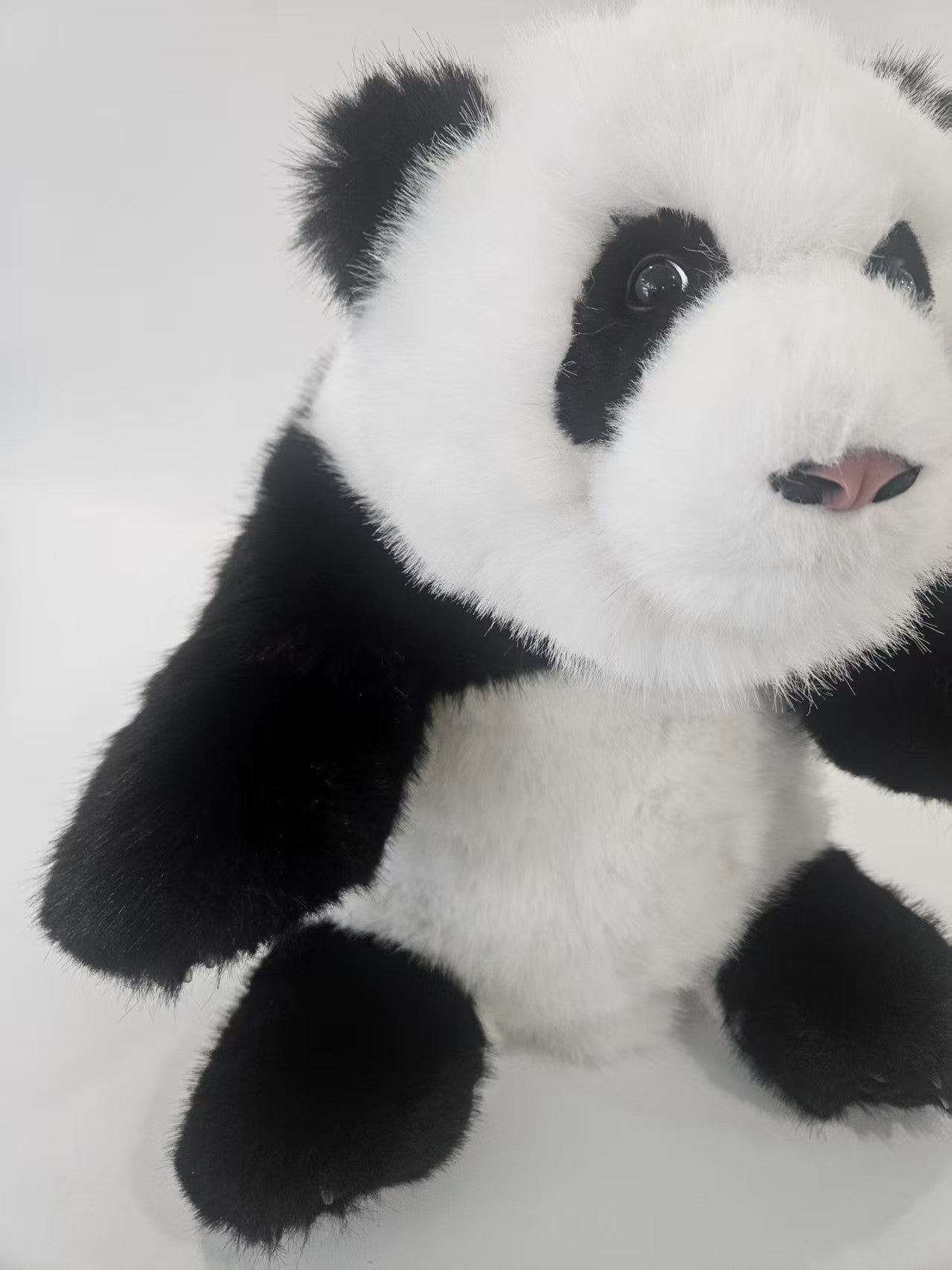 Cheng Shi, the giant panda